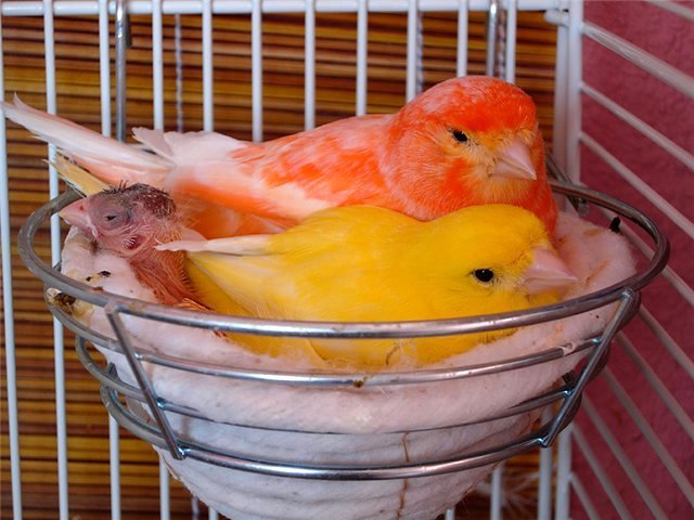 Содержание канареек и уход за ними в Вятских Полянах
