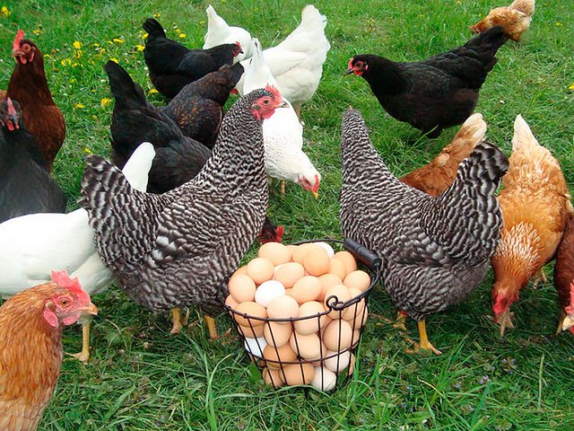 Содержание кур и уход за ними | ЗооТом - продажа, вязка и услуги для животных в Вятских Полянах