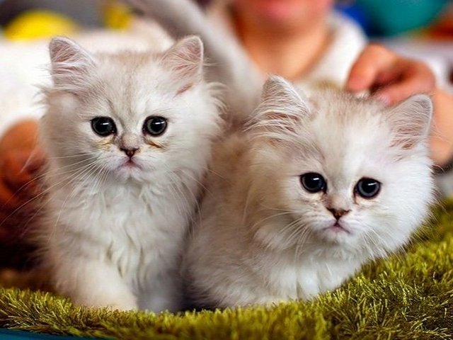 Породы кошек в Вятских Полянах | ЗооТом портал о животных