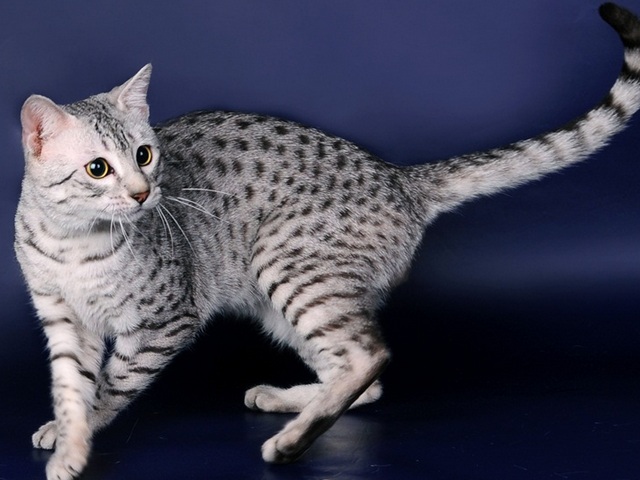 Породы кошек в Вятских Полянах | ЗооТом портал о животных