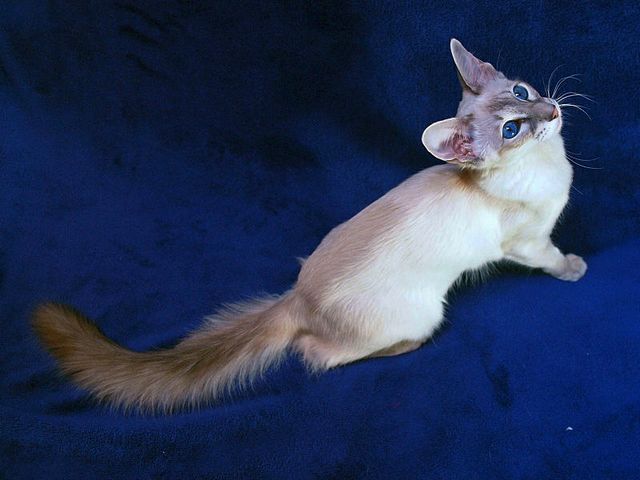 Выведенные породы кошек в Вятских Полянах | ЗооТом портал о животных