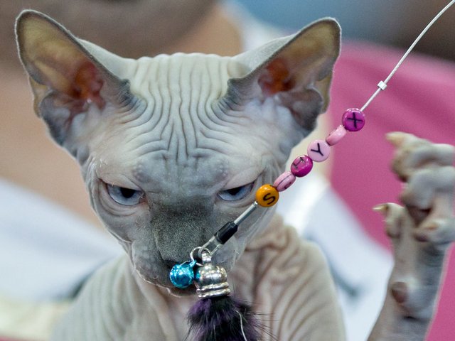 Выставки кошек в Вятских Полянах | ЗооТом портал о животных