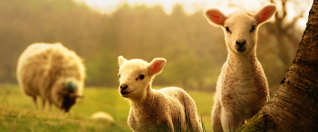 Объявления о сельскохозяйственных животных | ЗооТом - продажа, вязка и услуги для животных в Вятских Полянах