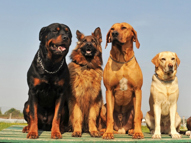 Крупные породы собак в Вятских Полянах | ЗооТом портал о животных